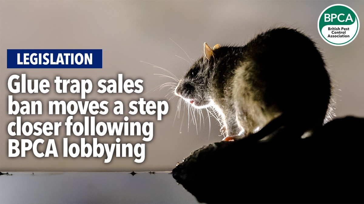 glue-trap-sales-ban-moves-closer-bpca-lobbying-hero